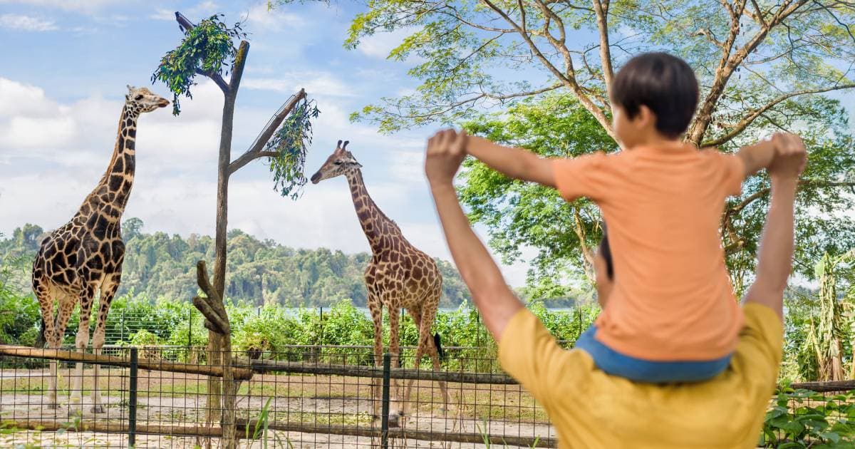 Singapore Zoo (Mandai)