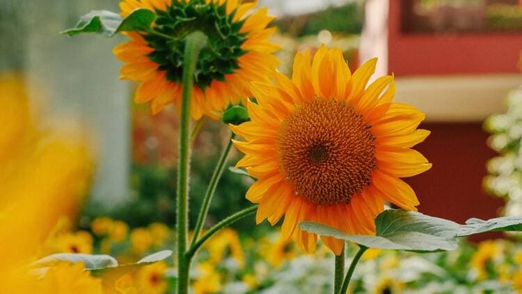 Travel to Portugal for 20 varieties of sunflowers at Gardens by the Bay