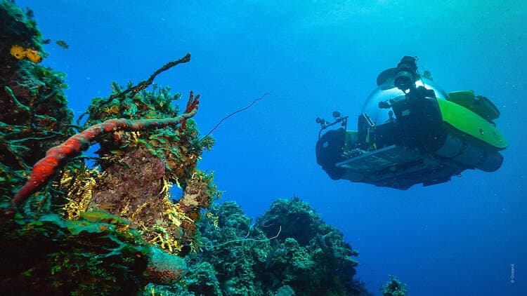 Plunge into the deep blue at Into the Ocean: Journey Beneath